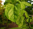 Morus Nigra